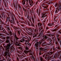 Puha vörös földigiliszta horgászbogár féregfűzők Crankbaits horog Tackle Baits 50 db