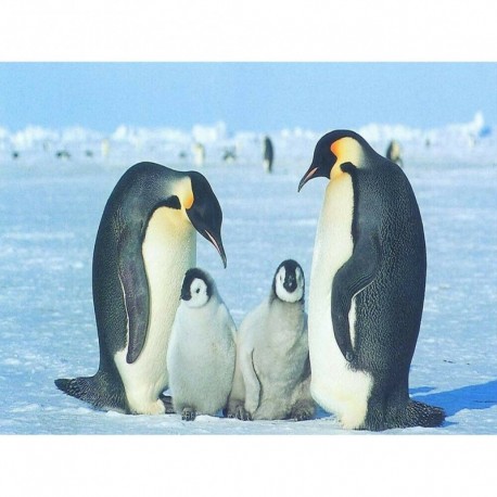 Nincs szín - Domybest 5D DIY gyémántfestés Tiere Handwerk Basteln Gemlde Diamant Mal